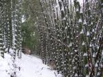 竹やぶに降り積もる雪